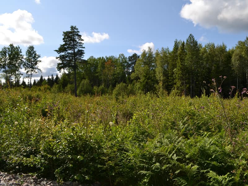 Tomten från vägen