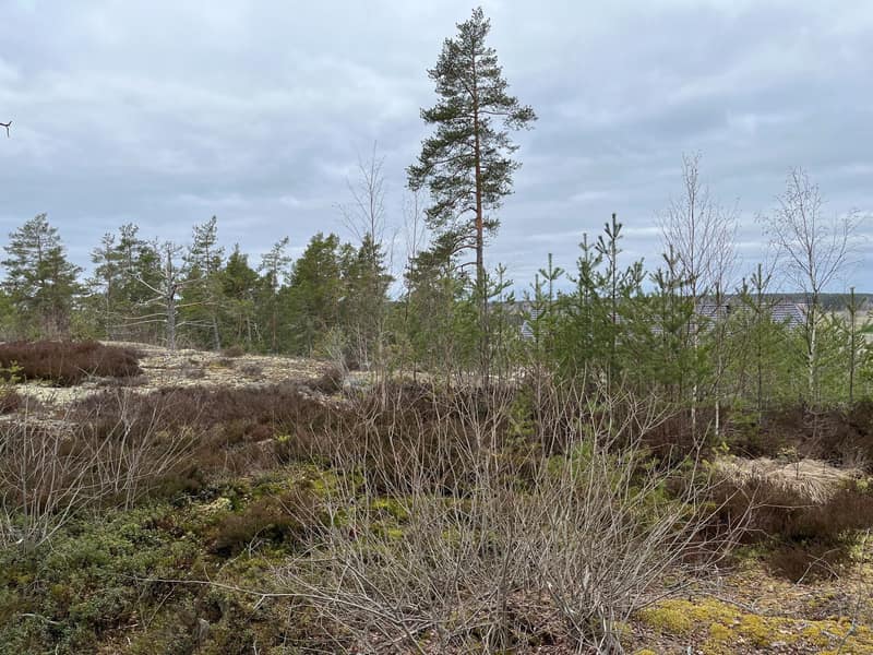 Övre tomten